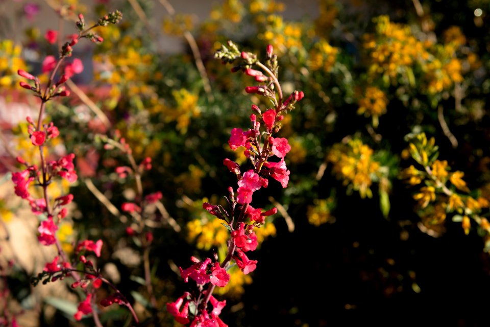 Cleveland's beardtongue (Penstemon clevelandii) at Oasis Visitor Center