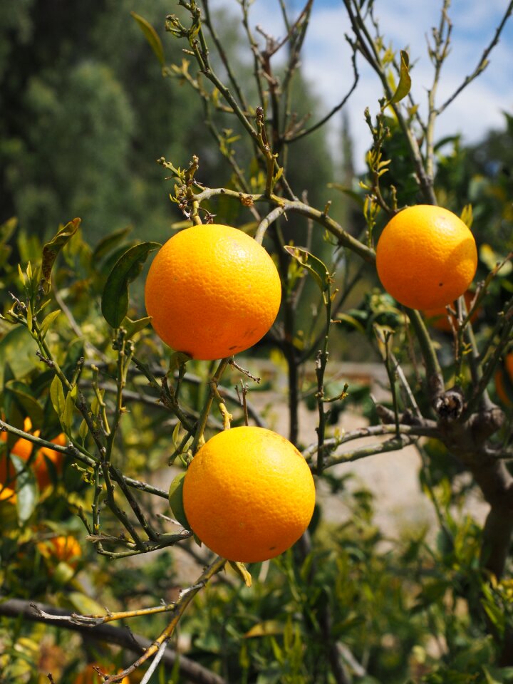 Citrus fruits tree leaves