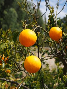 Citrus fruits tree leaves