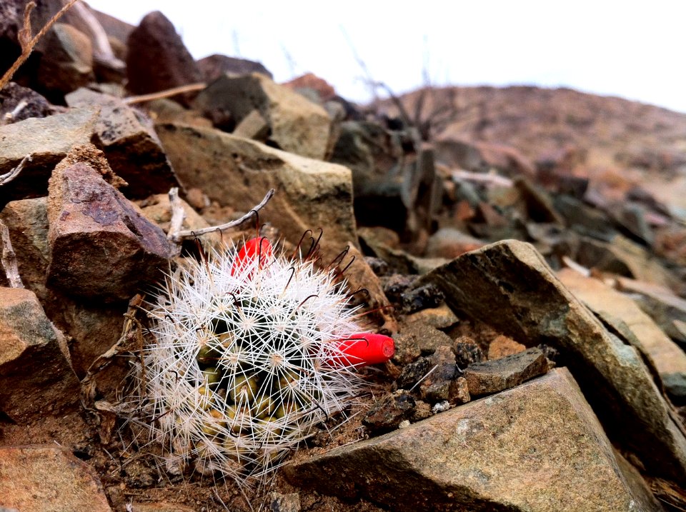 Common fishhook cactus (Mammillaria tetrancistra)