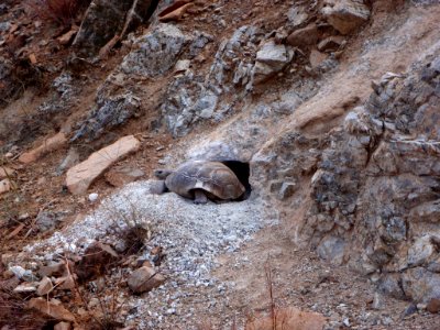 Desert tortoise (Gopherus agassizii) at burrow photo