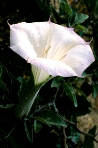 Sacred datura (Datura wrightii)