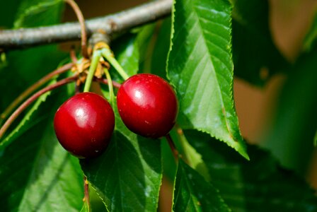 Cherries cherry red fruits