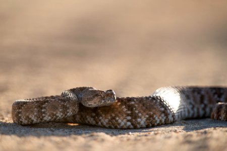 Speckled Rattlesnake (Crotalus mitchellii) photo