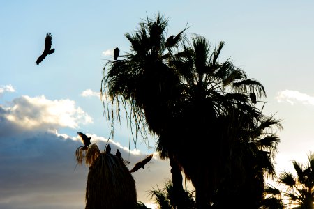Vultures Roosting at Oasis of Mara; 10/7/15
