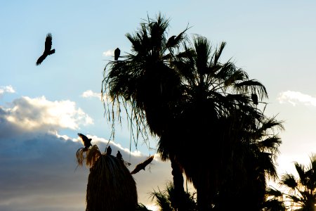 Vultures Roosting at Oasis of Mara; 10/7/15 photo