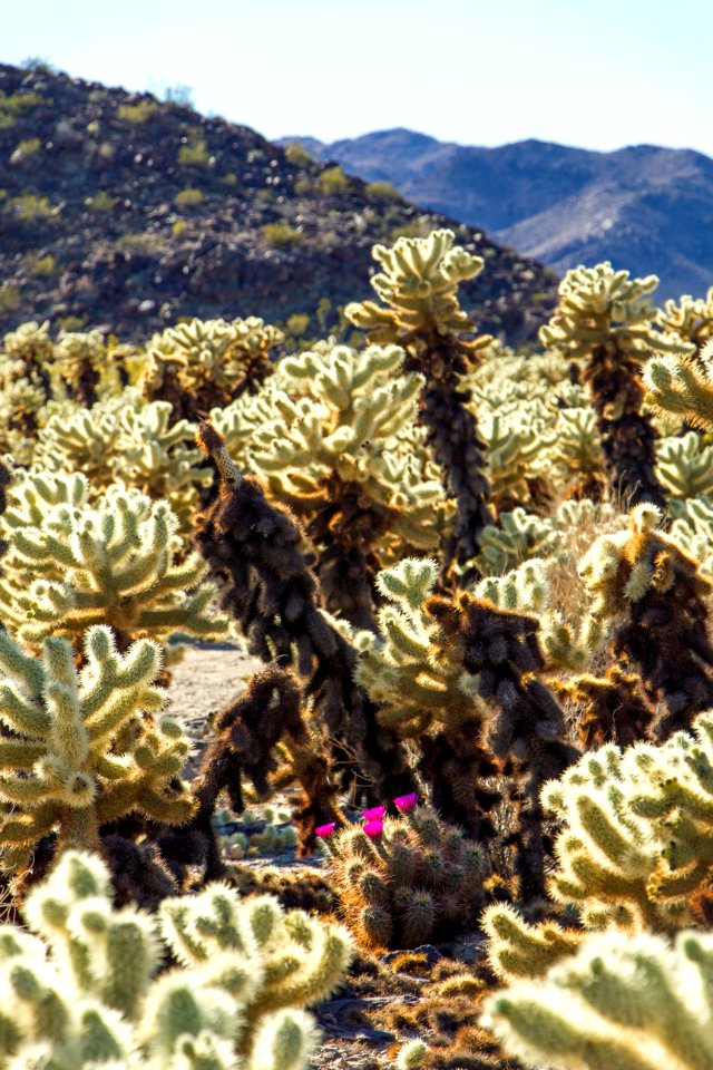 Hedgehog cactus in bloom; Cholla Cactus Garden