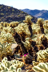 Hedgehog cactus in bloom; Cholla Cactus Garden
