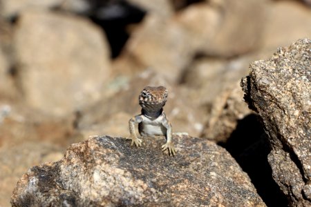 Great Basin Collared Lizard (Crotaphytus bicinctores)