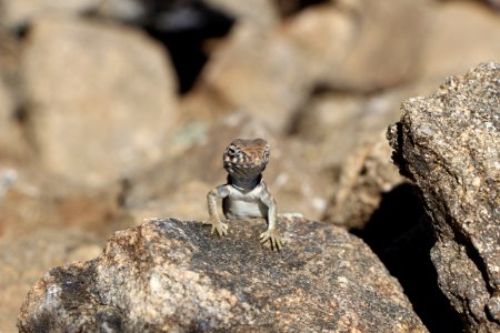 Great Basin Collared Lizard (Crotaphytus bicinctores) photo