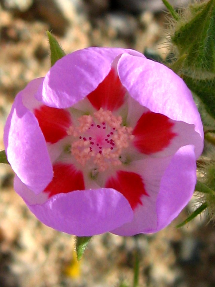 Desert fivespot (Eremalche rotundifolia); Pinto Basin photo