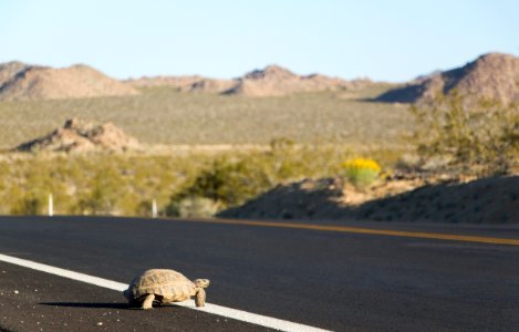 Desert tortoise (Gopherus agassizii); crossing roadway photo