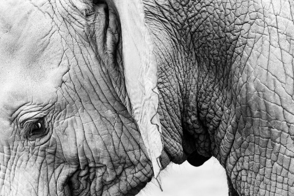 Skin wrinkles thick