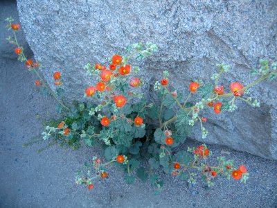 Apricot globemallow (Sphaeralcea ambigua); Hidden Valley photo