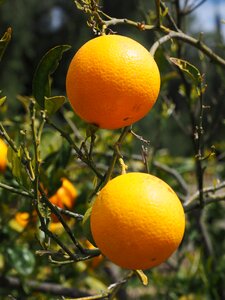 Citrus fruits tree leaves