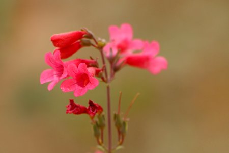 Cleveland penstemon aka Cleveland's beardtongue (Penstemon clevelandii) photo