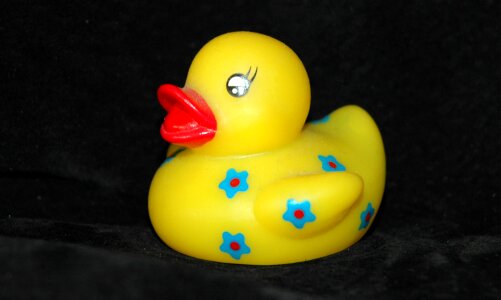 Squeak duck duck toys