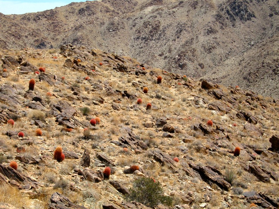 Ferocactus cylindraceus, 49 Palms Trail