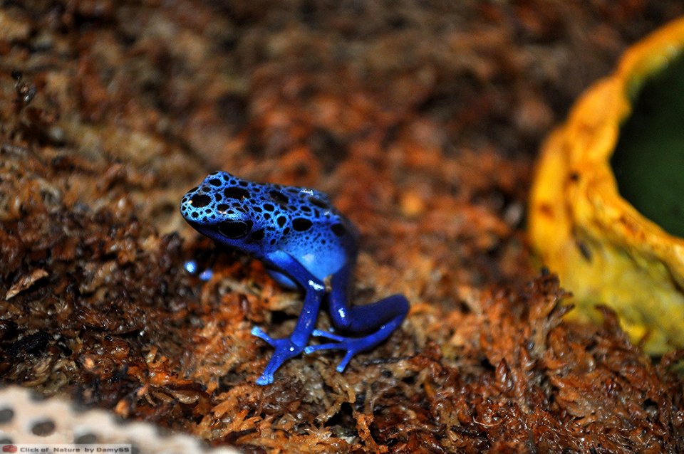 DAM1809 - Rana freccia blu (Dendrobates tinctorius)