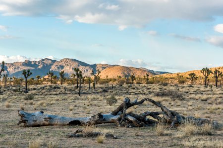 Dead Joshua tree in Queen Valley photo