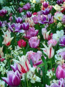 Keukenhof garden the netherlands flower
