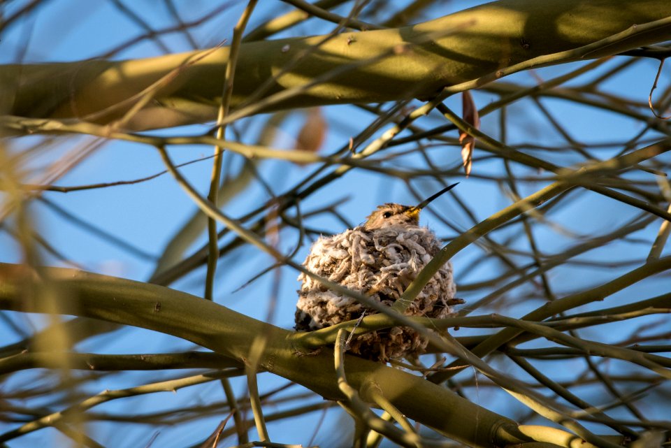 Female Costa's hummingbird (Calypte costae) in nest
