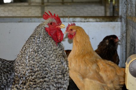 Roscoe and Henny Penny