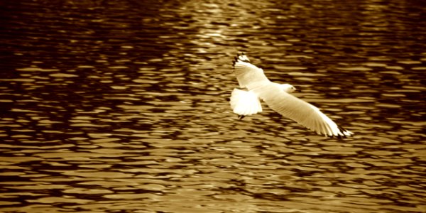 Soaring free