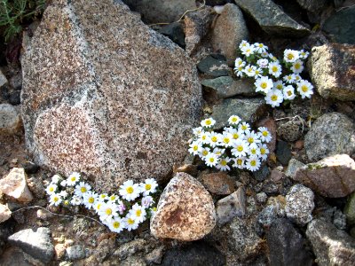 Daisy desertstar (Monoptilon bellidiforme); North Entrance photo