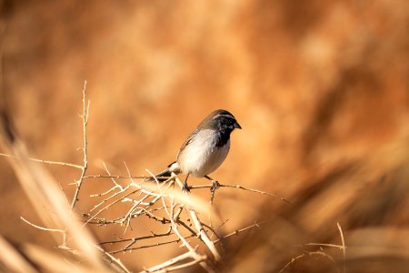 Black-throated sparrow (Amphispiza bilineata)