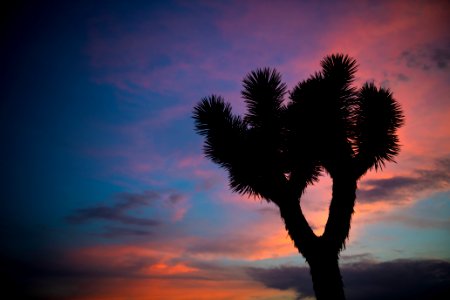 Joshua tree silhouette at sunset photo