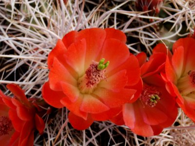 Claret-cup cactus (Echinocereus mojavensis) photo
