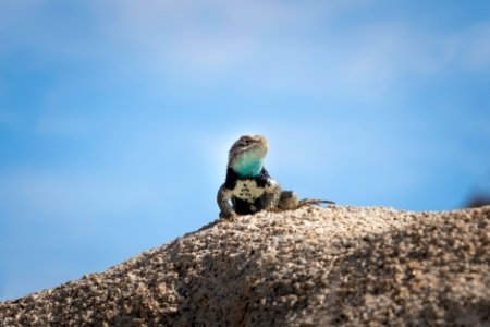 Desert spiny lizard (sceloporus magister) photo