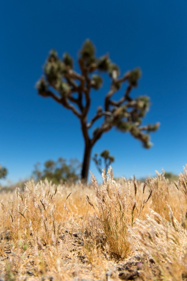 Dried grass and vegetation can carry wildfire quickly through the desert landscape