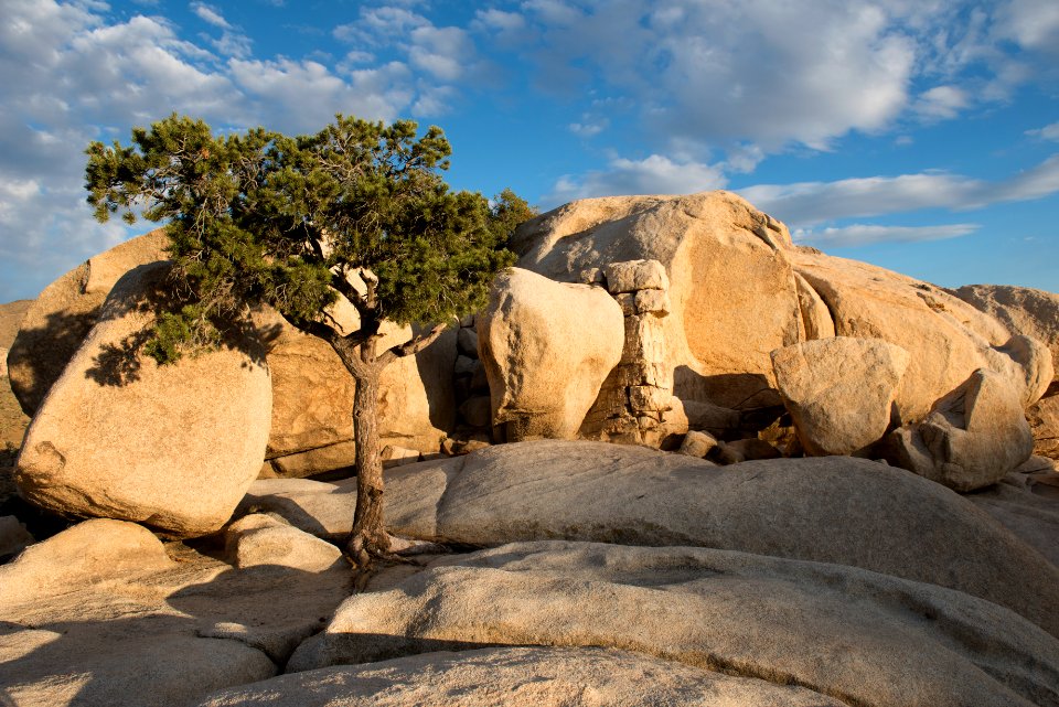 Pinyon Pine at Hidden Valley