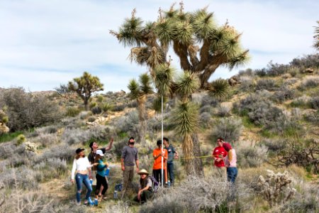 2017 Student Summit on Climate Change - Joshua tree Monitoring Project - Students measure the height of a Joshua tree