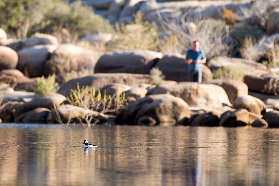 Bufflehead (Bucephala albeola) at Barker Dam; 3/8/17