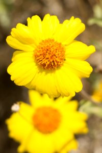 Brittlebush (Encelia farinosa) flower