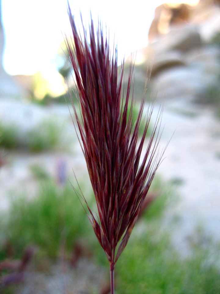Exotic invasive red brome (Bromus madriensis rubens); Hidden Valley