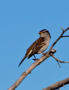 White-crowned sparrow (Zonotrichia leucophrys) photo