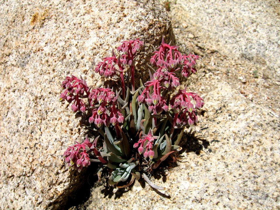 Panamint liveforever (Dudleya saxosa); Hidden Valley Campground