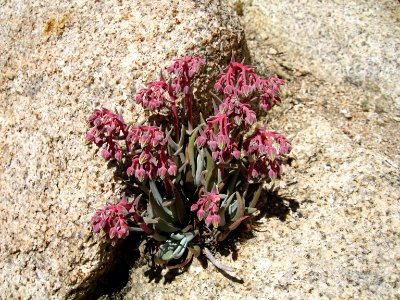 Panamint liveforever (Dudleya saxosa); Hidden Valley Campground