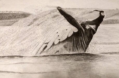 Draw drawing whale photo