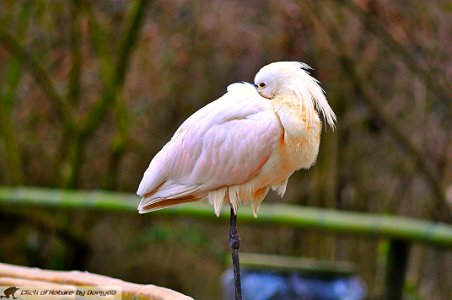 DAM1850 - Spatola rosa (Platalea ajaja)