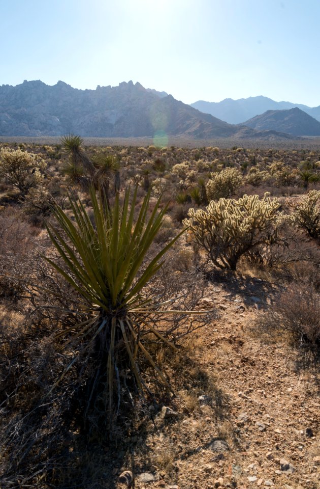 Mojave National Preserve