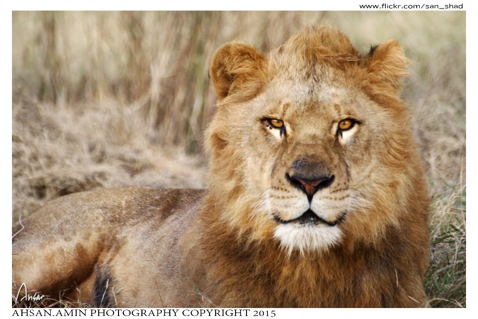 Portrait Of Kitty