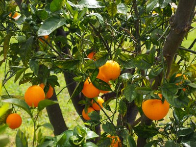 Citrus fruits tree leaves photo