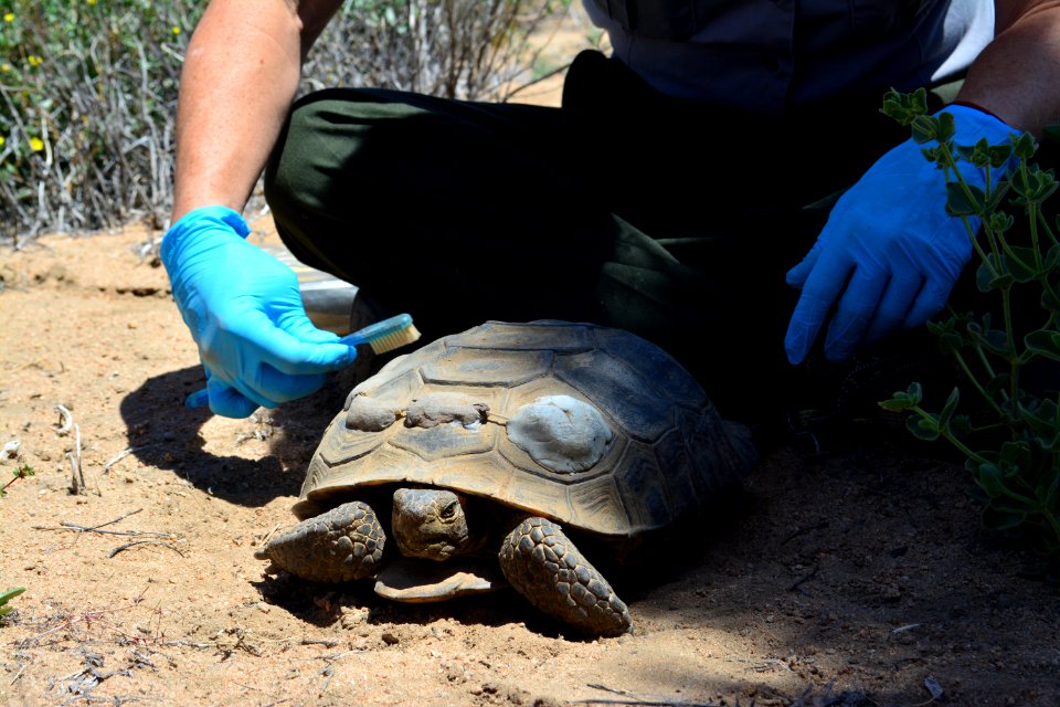 Tortoise Monitoring and Research