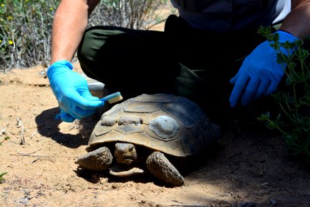 Tortoise Monitoring and Research photo
