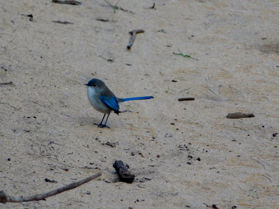 Splendid fairy wren